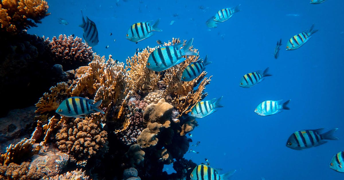 découvrez l'univers fascinant des poissons : des espèces d'eau douce aux merveilles marines. explorez leur habitat, leur alimentation, et apprenez des conseils pour la pêche ou l'aquariophilie. plongez dans le monde aquatique dès maintenant !