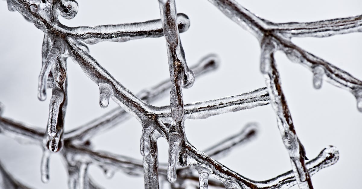 découvrez tout sur le gel (frostbite) : ses causes, symptômes et traitements. apprenez comment prévenir cette affection douloureuse causée par l'exposition au froid extrême. restez en sécurité cet hiver!