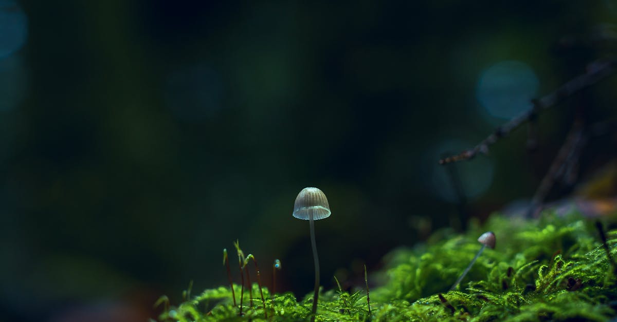 découvrez tout sur les infections fongiques : causes, symptômes, traitements et conseils de prévention. protégez votre santé et apprenez à identifier les signes d'une infection à champignons.