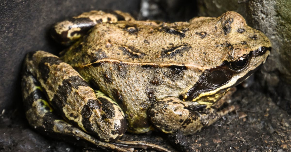 découvrez tout ce qu'il faut savoir sur l'herpès : causes, symptômes, traitements et conseils pour vivre avec cette infection virale courante. informez-vous et protégez votre santé.