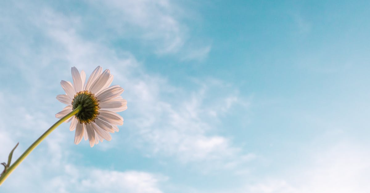 découvrez l'essence de l'espoir à travers des récits inspirants et des réflexions positives qui illuminent votre chemin. plongez dans un monde de possibilités infinies et trouvez la force de croire en un avenir meilleur.