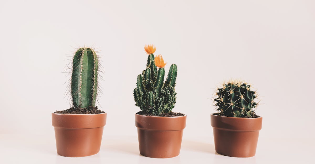 découvrez l'art du jardinage d'intérieur ! transformez votre espace avec des plantes d'intérieur faciles à entretenir, apportez une touche de verdure à votre maison et améliorez votre bien-être. de conseils pratiques à des idées inspirantes, plongez dans le monde du jardinage indoor.