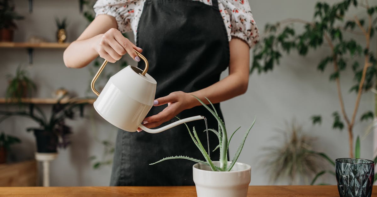 découvrez l'art du jardinage d'intérieur et transformez votre espace de vie en un havre de verdure. apprenez des astuces sur les meilleures plantes à cultiver, comment les entretenir et profiter des bienfaits d'un environnement plus sain et apaisant grâce à la nature.