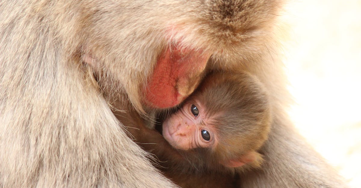 découvrez les comportements fascinants des nourrissons, leur développement émotionnel et social, ainsi que les facteurs qui influencent leur croissance. apprenez à mieux comprendre les réactions et les besoins des bébés dans leurs premières étapes de vie.
