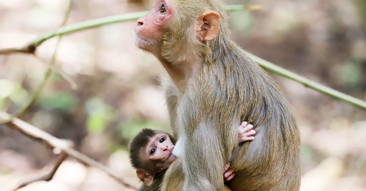 explorez le comportement des nourrissons et découvrez les différentes étapes de leur développement émotionnel et social. apprenez à mieux comprendre les signaux de votre bébé, ses besoins et les meilleures pratiques pour favoriser un environnement sain et stimulant.