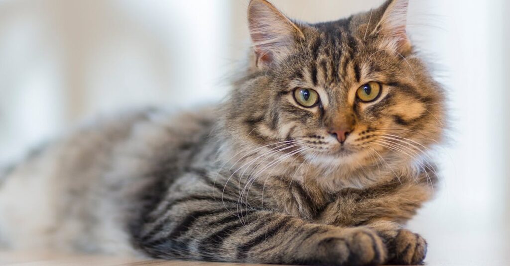 découvrez comment introduire en toute sécurité votre bébé à votre chat. suivez nos conseils pratiques pour créer une cohabitation harmonieuse entre votre enfant et votre félin, tout en assurant le bien-être de tous.