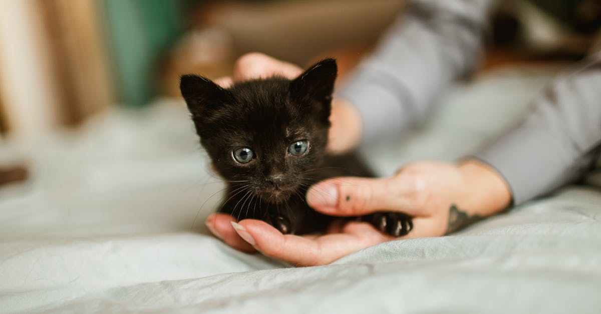 découvrez comment introduire votre bébé à votre chat en toute sécurité. suivez nos conseils pratiques pour une cohabitation harmonieuse et sans stress entre votre enfant et votre compagnon félin.