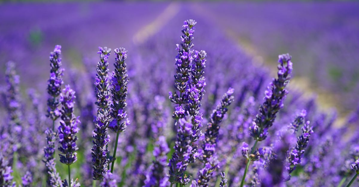 découvrez l'univers apaisant de la lavande, une plante emblématique aux multiples bienfaits. plongez dans son histoire, ses utilisations en aromathérapie, ses vertus relaxantes et bien plus encore. explorez comment la lavande peut enrichir votre quotidien.
