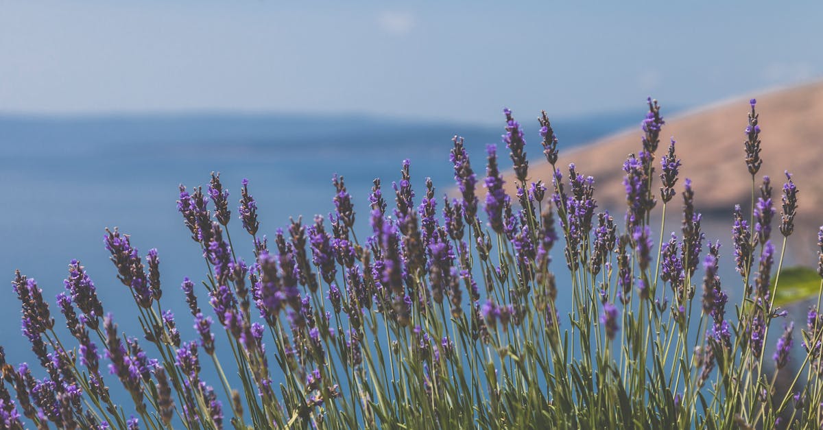 découvrez l'univers apaisant de la lavande : ses bienfaits pour la santé, ses utilisations en aromathérapie et ses applications en décoration. plongez dans l'essence de cette plante emblématique aux multiples vertus.