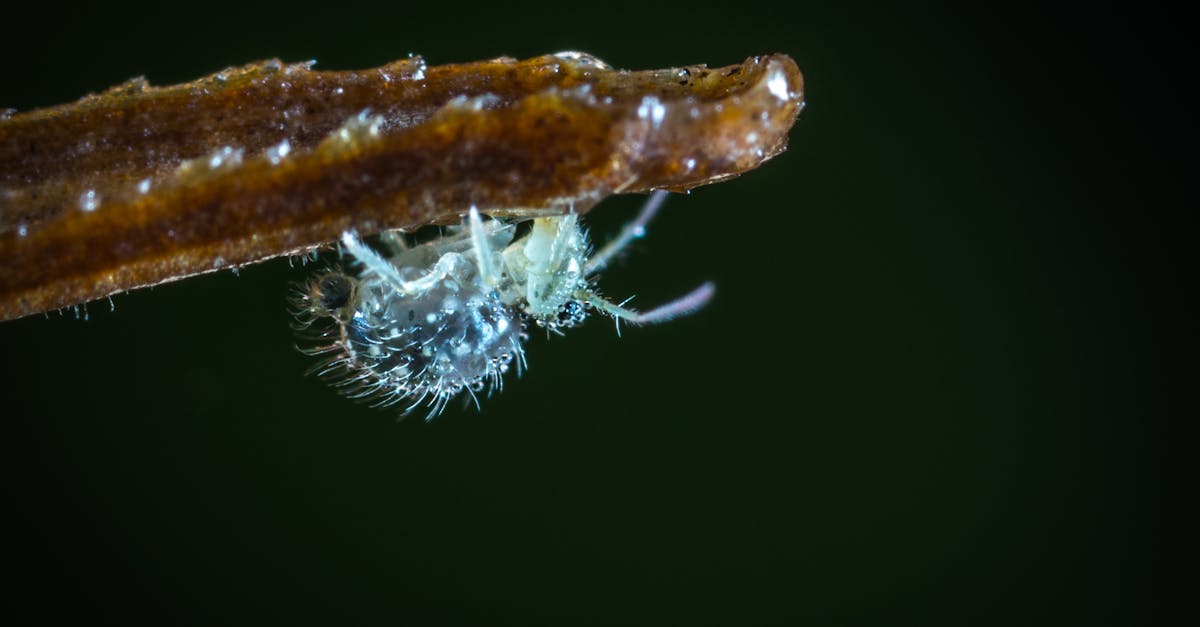 découvrez tout ce qu'il faut savoir sur les lice : leurs caractéristiques, leurs habitats, et comment les élever. informez-vous sur les meilleures pratiques pour assurer leur bien-être et profitez de l'expérience enrichissante d'avoir ces animaux fascinants comme compagnons.