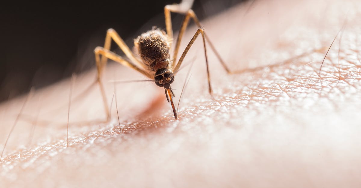 découvrez notre répulsif anti-moustiques efficace pour profiter de vos soirées en plein air sans être dérangé. formulé avec des ingrédients naturels, il offre une protection durable contre les piqûres tout en respectant votre peau. parfait pour les vacances, le camping ou simplement pour le jardin.