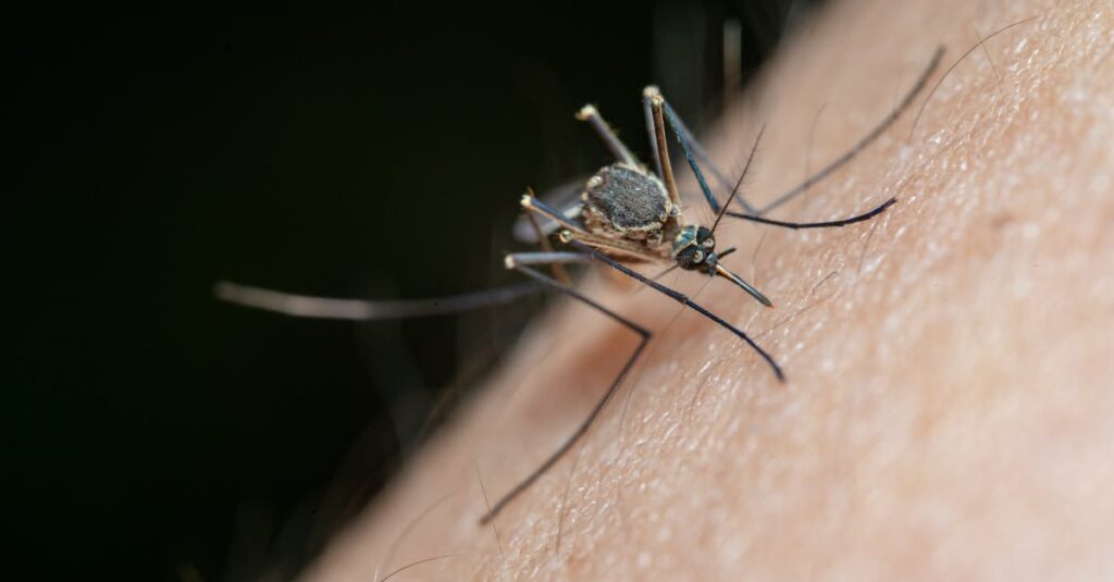 découvrez notre répulsif anti-moustiques efficace pour profiter pleinement de vos soirées en extérieur sans être dérangé par les insectes. formulé avec des ingrédients naturels, il offre une protection durable tout en respectant votre peau. idéal pour les vacances, les randonnées et les moments en famille.