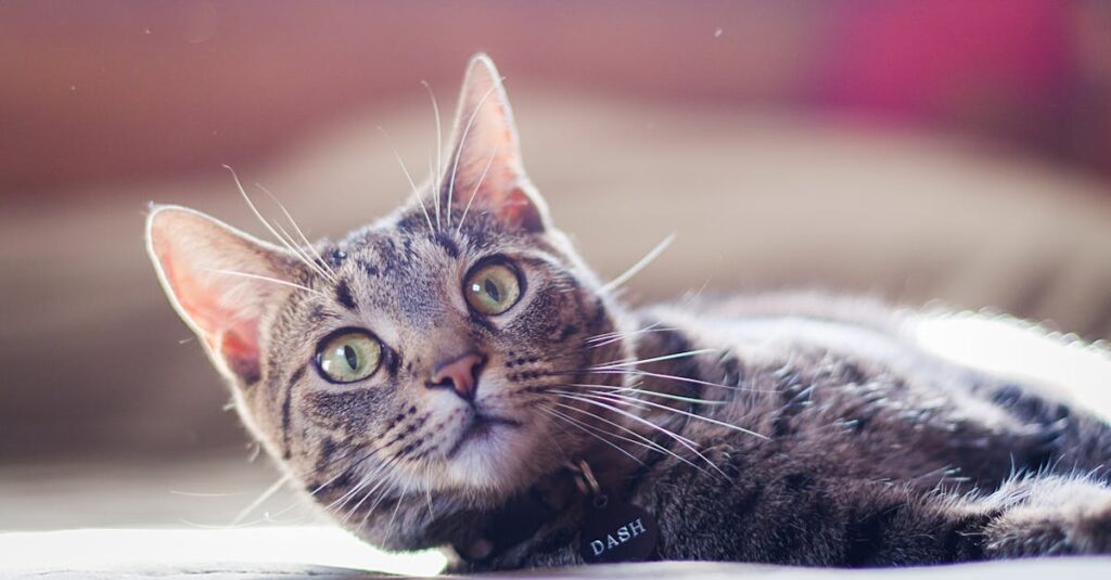 découvrez une liste adorable de noms pour vos animaux de compagnie, allant des plus classiques aux plus originaux. que vous ayez un chien, un chat ou tout autre compagnon à quatre pattes, trouvez le nom parfait qui correspond à leur personnalité et à votre affection.