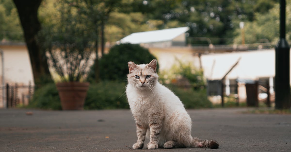 découvrez une sélection de noms adorables et originaux pour vos animaux de compagnie. inspirés par la personnalité de votre fidèle compagnon, ces pet names apporteront une touche unique à votre relation avec eux. trouvez le nom parfait et faites briller le caractère de votre animal !