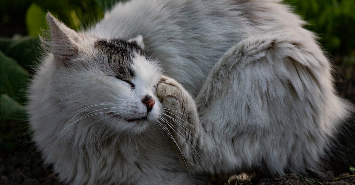 découvrez des idées de noms pour animaux de compagnie amusants et affectueux. que ce soit pour un chien, un chat ou un autre compagnon, trouvez le surnom parfait qui fera fondre votre cœur et renforcera votre lien.