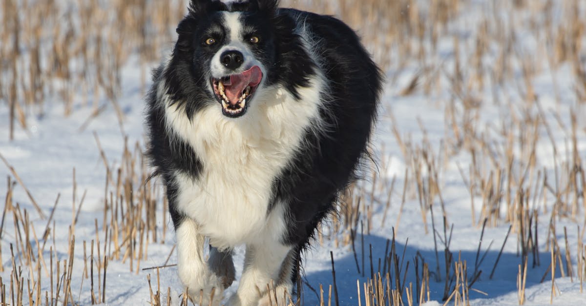 découvrez une sélection adorables de noms pour vos animaux de compagnie. que ce soit pour un chien, un chat ou un petit rongeur, trouvez le surnom parfait qui reflète la personnalité unique de votre compagnon à quatre pattes. inspirez-vous et faites de votre animal un membre de la famille spécial avec un nom qui lui correspond!