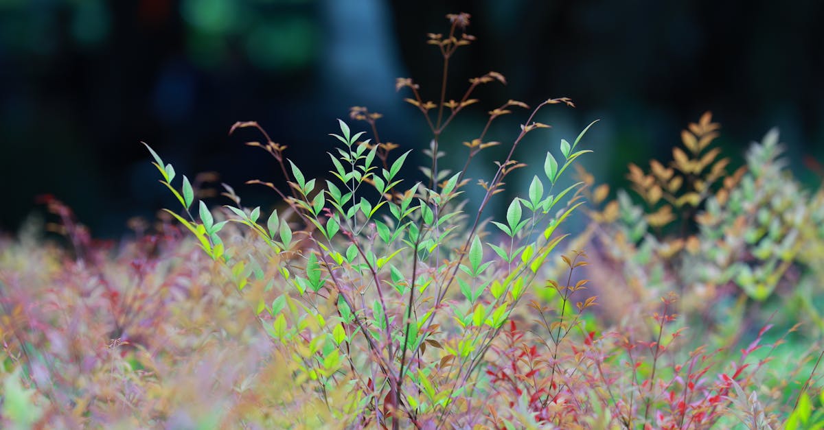 découvrez les changements physiologiques essentiels qui se produisent dans le corps humain. cette analyse approfondie explore les adaptations biologiques et fonctionnelles en réponse à divers stimuli, tant environnementaux que internes, et leur impact sur la santé et le bien-être.