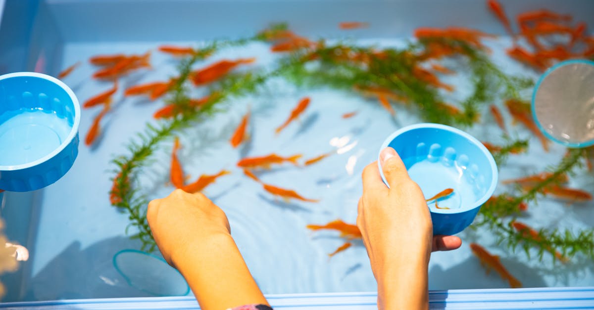 découvrez une sélection passionnante de jeux de piscine qui sauront divertir petits et grands. plongez dans l'univers ludique des jeux aquatiques, parfaits pour animer vos journées d'été et créer des souvenirs mémorables au bord de l'eau.