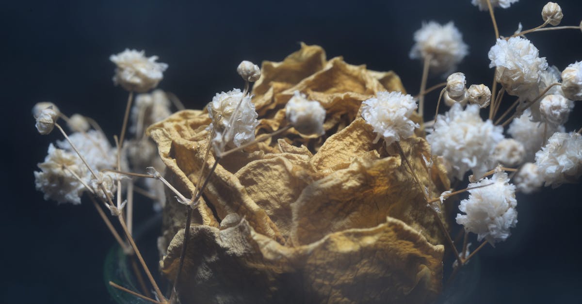 découvrez l'univers enchanteur du potpourri : une alliance parfaite de parfums naturels et de couleurs chatoyantes pour embellir votre intérieur. apprenez à créer votre propre mélange aromatique et laissez-vous transporter par des senteurs envoûtantes qui apaisent l'esprit et ravissent les sens.