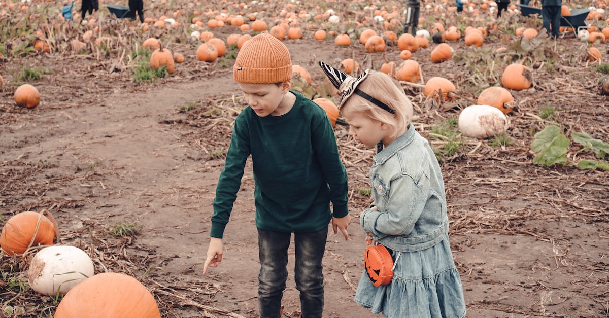 découvrez l'excitation des cueillettes de citrouilles ! plongez dans l'ambiance automnale en choisissant votre citrouille parfaite dans des champs colorés, tout en profitant d'activités familiales et de l'air frais. idéal pour les amoureux de la nature et les créateurs de souvenirs inoubliables.