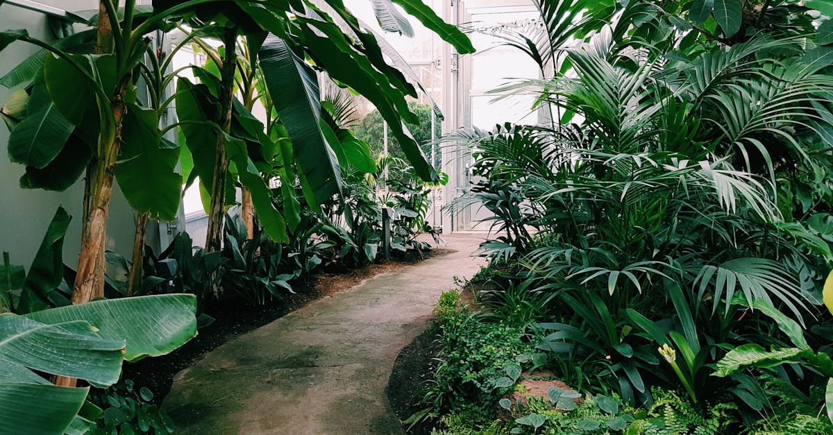 découvrez notre serre recyclée, un espace durable et innovant pour cultiver vos plantes tout en respectant l'environnement. transformez des matériaux recyclés en un jardin verdoyant, alliant écologie et esthétique.