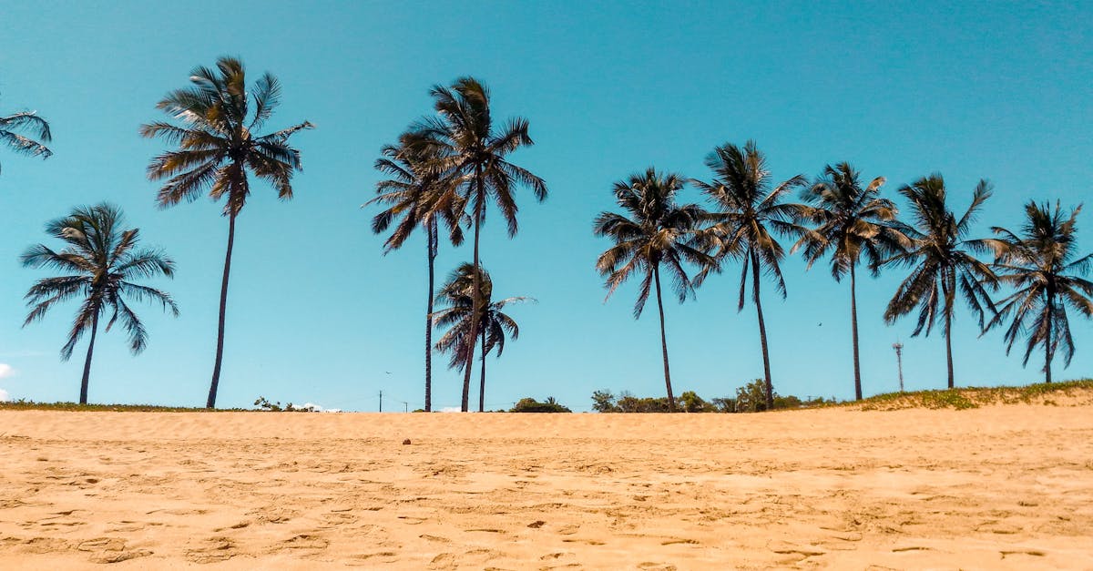 découvrez l'univers fascinant du sable : ses origines, ses différentes utilisations, et son rôle essentiel dans notre écosystème. explorez sa beauté naturelle et ses applications variées, du bâtiment à la décoration, en passant par l'art et le loisir.