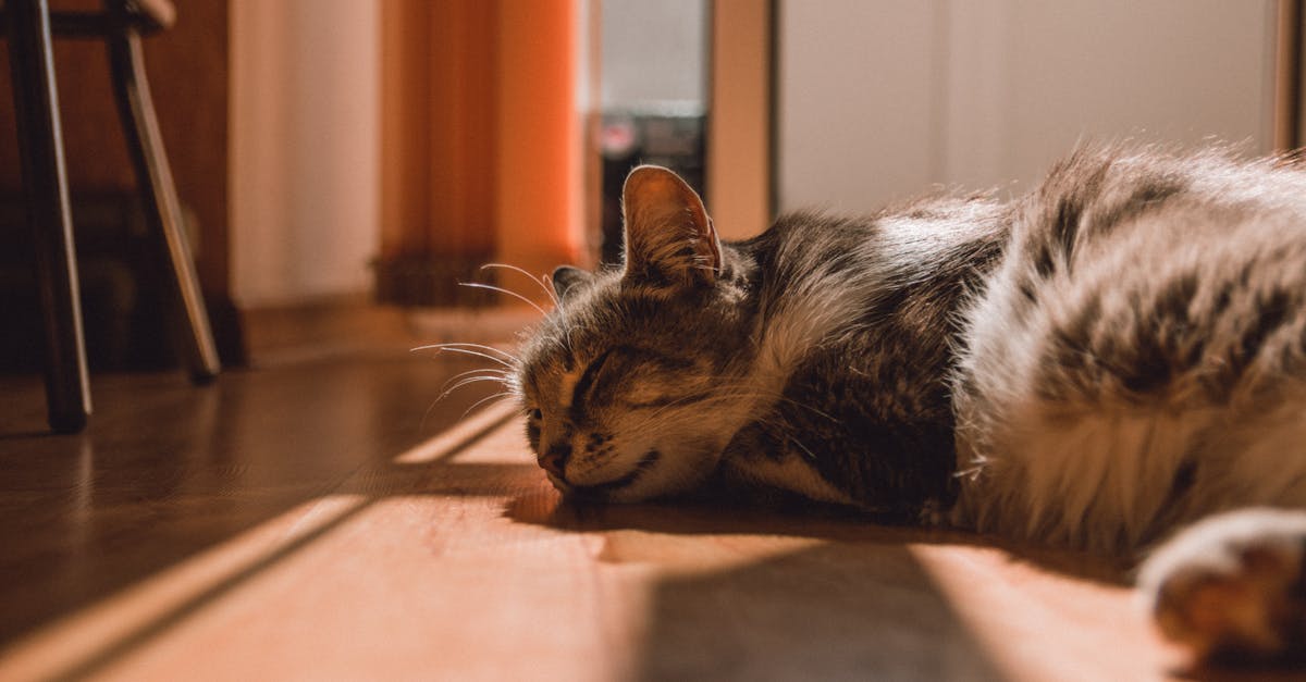 découvrez les causes et solutions du ronflement. apprenez comment améliorer votre sommeil et celui de votre partenaire grâce à nos conseils pratiques et astuces efficaces.