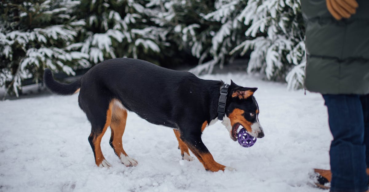découvrez l'univers captivant des jeux snowball ! plongez dans des aventures amusantes et engageantes, idéales pour les amateurs de jeux d'adresse et de stratégie. amusez-vous avec des amis ou en solo dans une variété de défis tout en vous préparant à des batailles de boules de neige inoubliables.