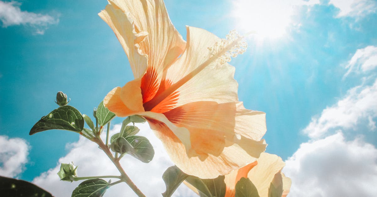 découvrez l'effet bénéfique de la lumière du soleil sur notre bien-être, notre santé et notre humeur. apprenez comment optimiser votre exposition au soleil tout en protégeant votre peau et en profitant pleinement des journées ensoleillées.