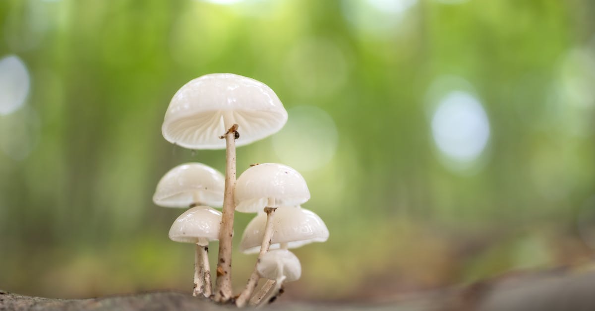 participez à une chasse au trésor palpitante et intrigante ! explorez des lieux mystérieux, résolvez des énigmes, et travaillez en équipe pour découvrir des trésors cachés. une aventure inoubliable vous attend, idéale pour les familles, amis ou les groupes. préparez-vous à vivre des moments de convivialité et de défis passionnants !