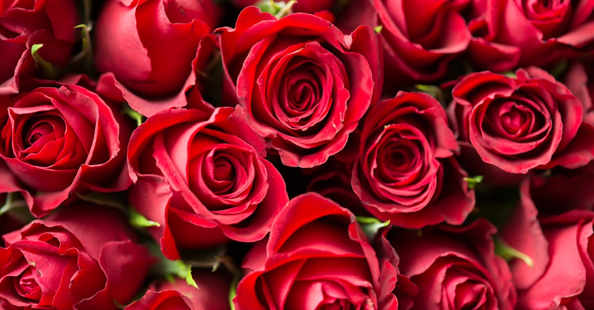 découvrez notre collection unique de cartes de saint-valentin pour exprimer votre amour et votre affection. trouvez la carte parfaite pour chaque personne spéciale dans votre vie et faites de cette journée un moment inoubliable!