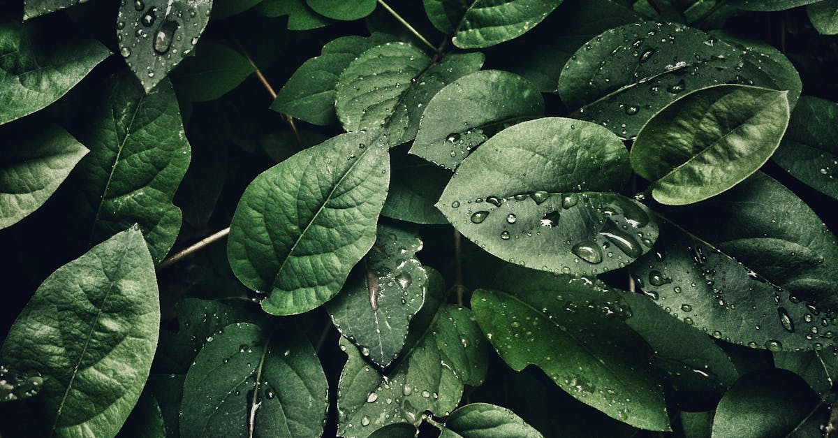 découvrez l'importance vitale de l'eau, ses propriétés, son rôle dans notre quotidien, ainsi que des conseils pour une consommation responsable et durable. explorez les différentes sources d'eau et apprenez comment préserver cette ressource précieuse.