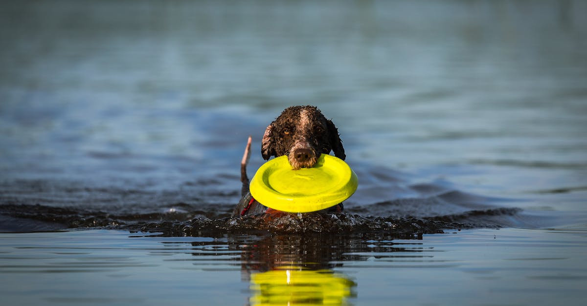 découvrez une sélection amusante et rafraîchissante de jeux aquatiques parfaits pour petits et grands. plongez dans l'univers des jeux d'eau, idéal pour vos journées d'été, vos anniversaires ou vos événements en plein air. profitez de moments de bonheur et de rires autour de l'eau !