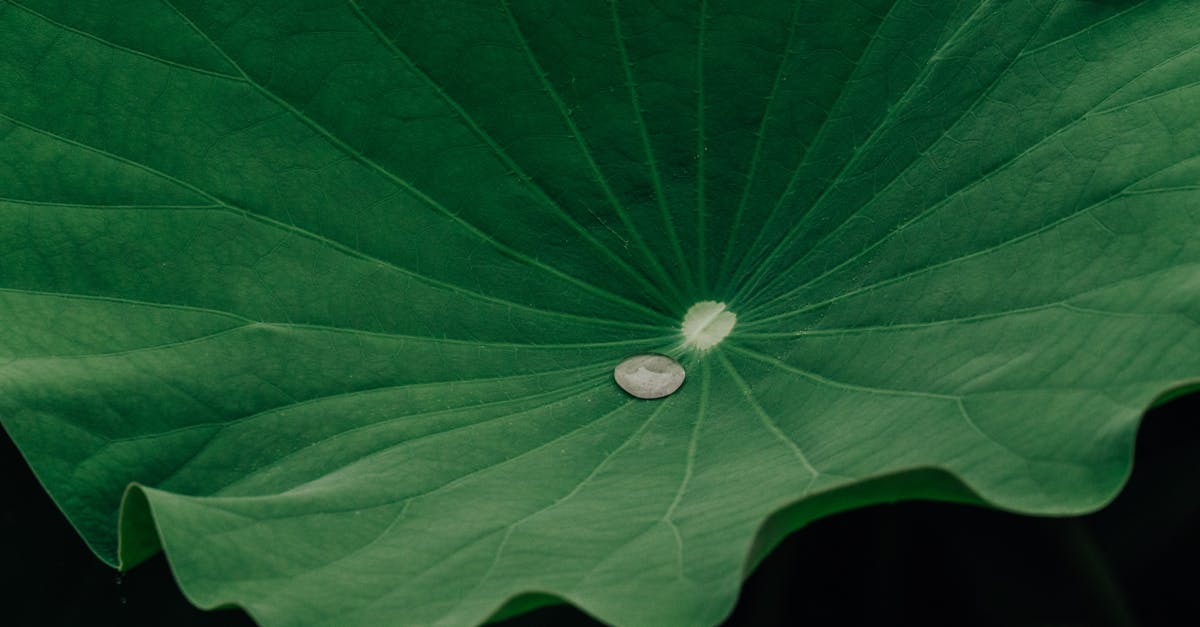 découvrez les causes et solutions à la rétention d'eau. apprenez comment identifier les symptômes, améliorer votre bien-être et réduire l'inconfort lié à la rétention d'eau avec des conseils pratiques et des remèdes naturels.