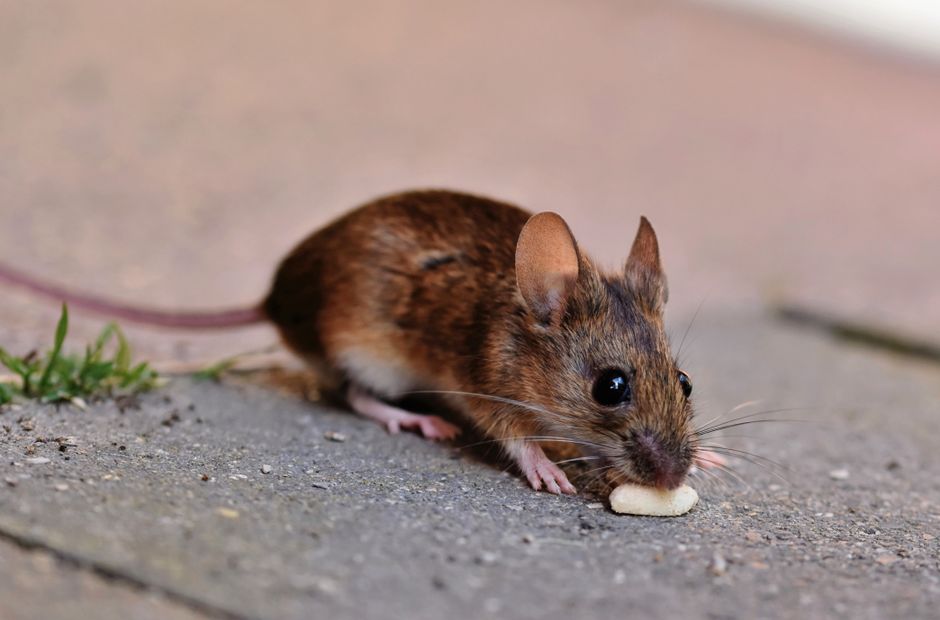 Faim, envie, satiété : 3 temps du repas, le cerveau n’est pas une appli A detailed close-up photo of a brown house mouse eating on the pavement, showcasing wildlife in urban settings.