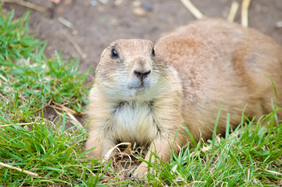 Cerveau amoureux : 3 mécanismes du lien, sans potion magique Close-up of a prairie dog lying on grass in its natural habitat, showcasing wildlife beauty.